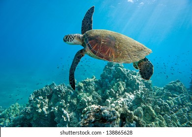 Green Sea Turtle And Tropical Coral Reef In Hawaii