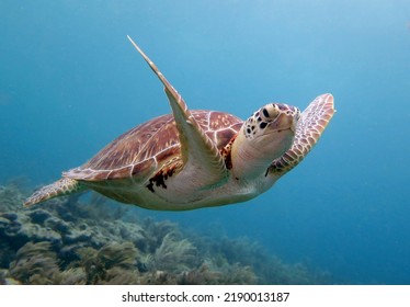 Green Sea Turtle In The Tropical Western Atlantic 