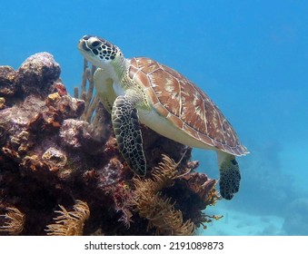 Green Sea Turtle In The Tropical Western Atlantic 