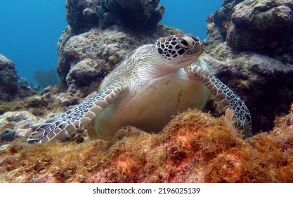 Green Sea Turtle In The Tropical Western Atlantic 