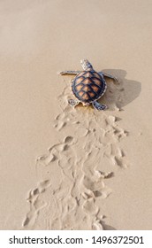 Green Sea Turtle Walk To Ocean.