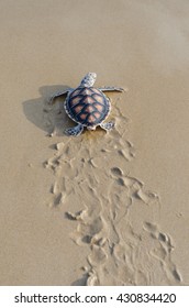 Green Sea Turtle Walk To The Ocean , Phang-nga Thailand.