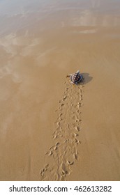 Green Sea Turtle Walk To The Ocean , Phang-nga Thailand.