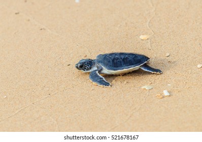 Green sea turtle walk to the ocean