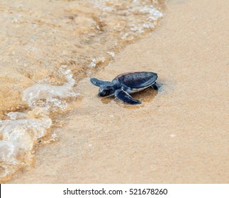 Green Sea Turtle Walk To The Ocean