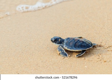 Green Sea Turtle Walk To The Ocean