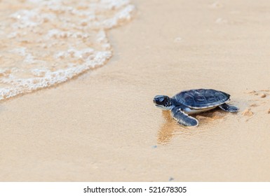 Green sea turtle walk to the ocean