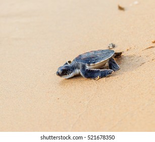 Green Sea Turtle Walk Ocean Stock Photo 521678350 | Shutterstock