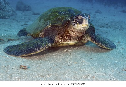 Green Sea Turtles Can Be Found Both In The South Alantic And Pacific Oceans