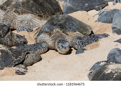 Green Sea Turtles On Beach In Maui