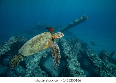 Green Sea Turtles On A Reef In Maui