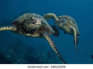 Green Sea Turtles On A Reef In Maui