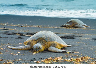 Green sea turtles sleeping on a volcanic black sand beach in Hawaii