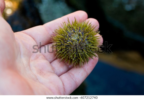 A green\
sea urchin being held in a person\'s hand.\

