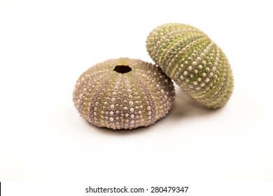 9,437 Sea urchin white background Images, Stock Photos & Vectors ...
