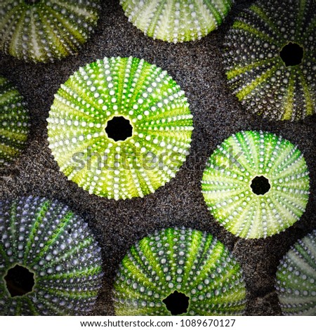 green sea urchin shells on dark sea sand background, filtered image