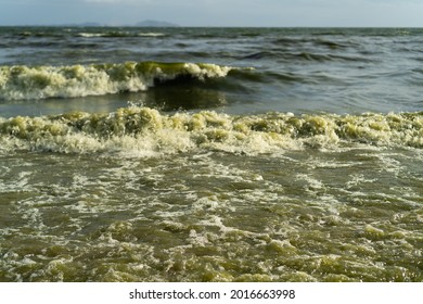 Green Sea Waves Are Caused By The Plankton Bloom Phenomenon.