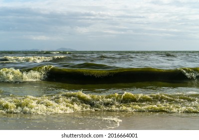 Green Sea Waves Are Caused By The Plankton Bloom Phenomenon.