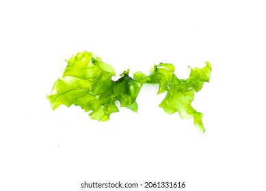 Green Sea Weed Leaf Isolated On The White Background.