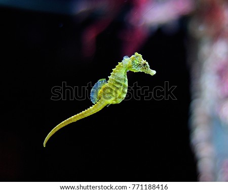 Green Seahorse Swimming