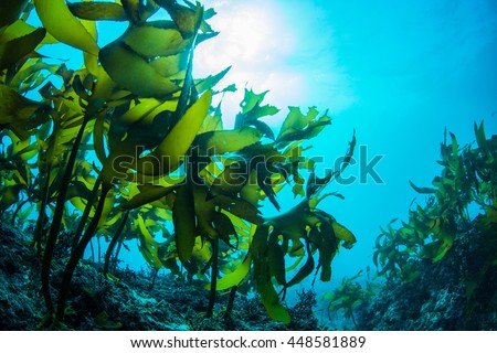 Green Seaweed 