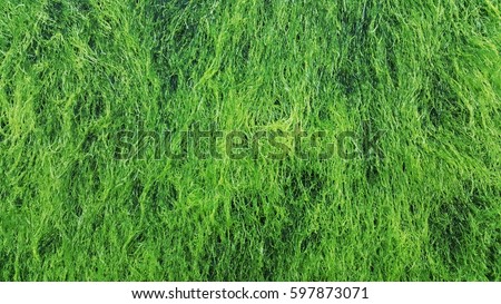 Green seaweed background texture