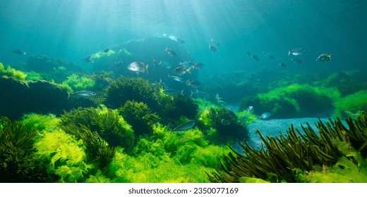Green seaweed with fish, natural underwater seascape in the Atlantic ocean, Spain, Galicia, Rias Baixas - Powered by Shutterstock