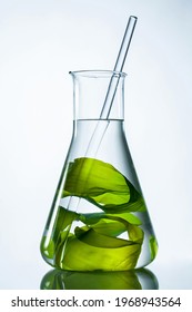 Green seaweed with glass rod in flask on white background.