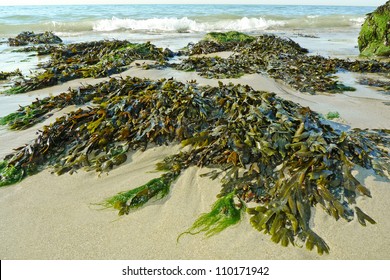 green seaweed on a beach and sea - Shutterstock ID 110171942