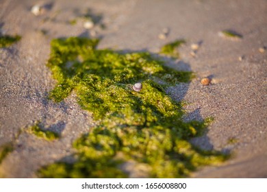 green seaweed on a beach and sea - Shutterstock ID 1656008800