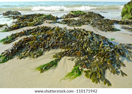 green seaweed on a beach and sea