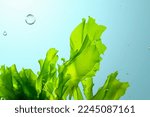 green seaweed ulva lactuca algae swing underwater with bubbles.
