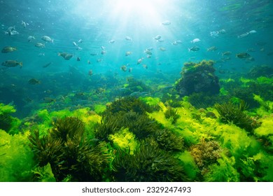 Green seaweed underwater with sunlight and shoal of fish, natural seascape in the Atlantic ocean, Spain, Galicia, Rias Baixas - Powered by Shutterstock