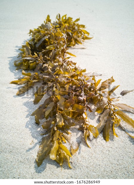 緑の海藻は 午後の日差しで白い砂浜の波に洗われた の写真素材 今すぐ編集