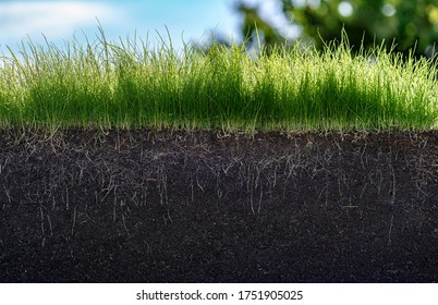 Green section of a grass with the soil and roots under blue sky