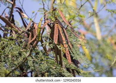 382 Flamboyant seeds Images, Stock Photos & Vectors | Shutterstock