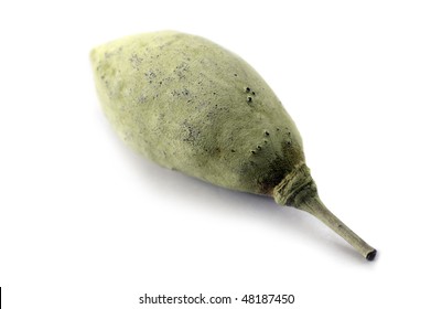 A green seed pod for a Baobab Tree shot in shallow DOF on a white background with a slight shadow
