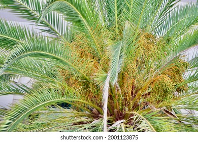 Green Seed Of Queen Palm Tree 