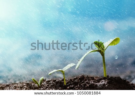 Green seedling growing on the ground in the rain.