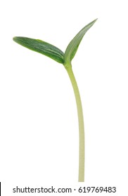 Green Seedling Isolated On White Background