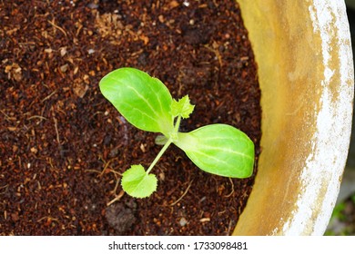 Green Seedling Of Zucchini Plant In A Pot