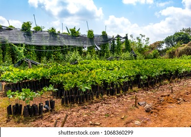 Green seedlings of cashew trees and black pepper plant  growing in plantation in Cambodia