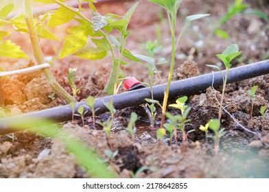 Green seedlings growing in the drip system. Sprinkler systems, drip irrigation. Water saving drip irrigation system being used in an organic farming field, greenhouse