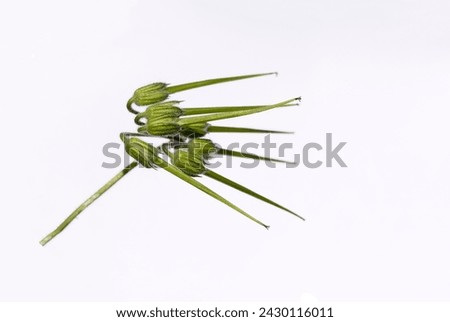 Green seedpods of a stork's bill (Erodium malacoides) flower in spring