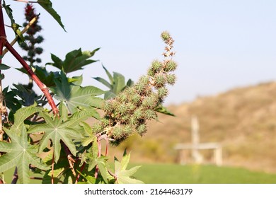 Green seeds Castor oil plant, vegetal from where extracts the known laxative castor oil, used to produce biodiesel Castor oil plant, Ricinus communis, commonly known as castor oil plant. Medical seeds