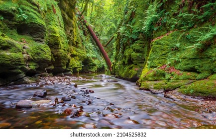 Green And Serene Redwood Forest In Santa Cruz, California