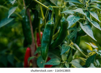 Green Serrano Peppers On Plant