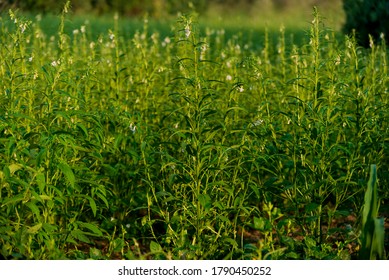 Green Sesame Plant Blooming In Field And Bud