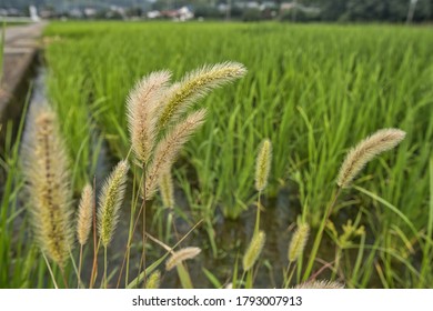 green setaria viridis rural landscape - Shutterstock ID 1793007913