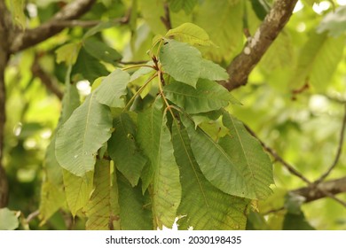 Green Shag Bark Hickory Tree Leaves